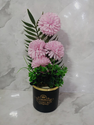 تصویر از باکس داوودی