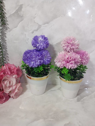 تصویر از داوودی5گل رنگی